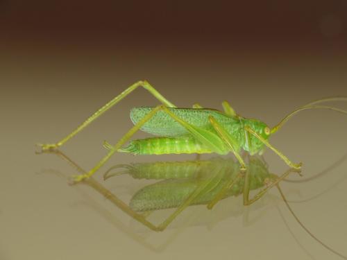 Oak Bush-cricket