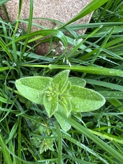 Cerastium glomeratum