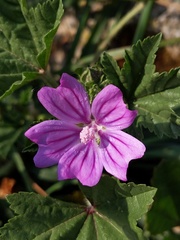 Malva sylvestris