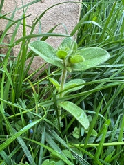 Cerastium glomeratum