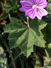 Malva sylvestris