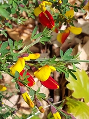 Cytisus scoparius andreanus