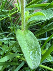 Cerastium glomeratum