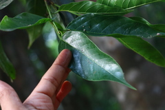 Aphananthe cuspidata