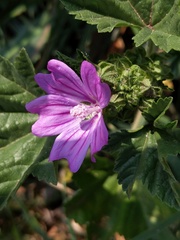 Malva sylvestris