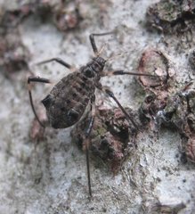 Cinara confinis