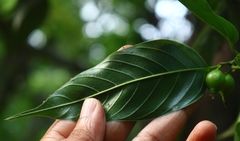 Aphananthe cuspidata