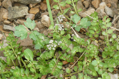 Helosciadium repens