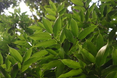 Aphananthe cuspidata