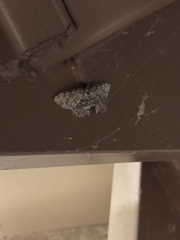 Ectropis crepuscularia