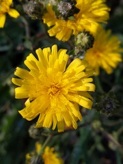 Picris hieracioides
