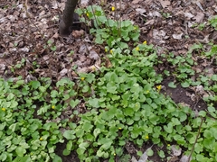 Ficaria verna