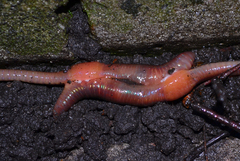 Lumbricidae