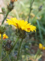 Picris hieracioides