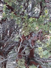 Arctostaphylos pringlei drupacea