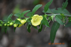 Aureolaria virginica