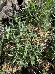 Cerastium gibraltaricum