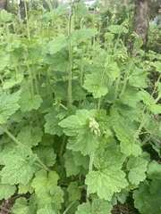 Tellima grandiflora
