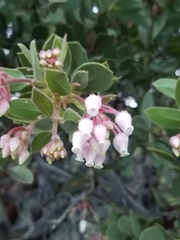 Arctostaphylos pringlei drupacea