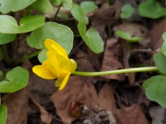 Ficaria verna