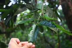 Aphananthe cuspidata