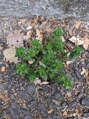 Veronica arvensis