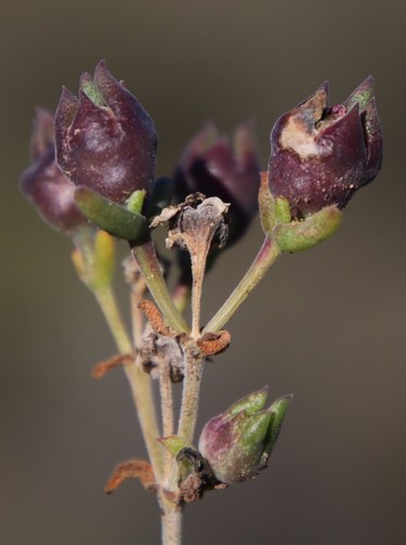 Image of Delosperma ornatulum by (c) Tony Rebelo, some rights reserved (CC BY-SA)