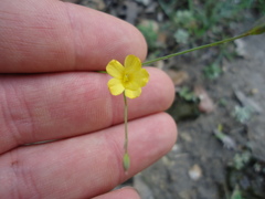 Linum rupestre