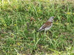 Turdus pilaris