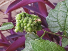 Celticecis celtiphyllia