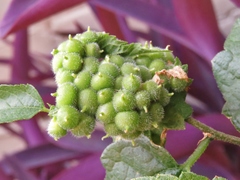 Celticecis celtiphyllia