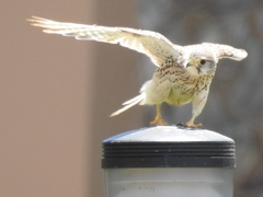 Falco tinnunculus neglectus