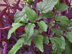 Celticecis celtiphyllia