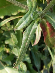 Picris hieracioides