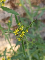 Sisymbrium officinale