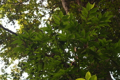 Aphananthe cuspidata