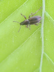 Polydrusus marginatus