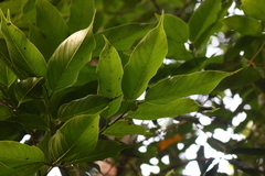 Aphananthe cuspidata