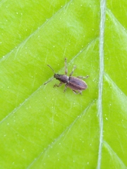 Polydrusus marginatus