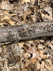 Biscogniauxia marginata