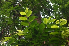 Aphananthe cuspidata