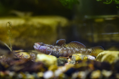 Rhinogobius changtinensis