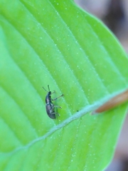 Polydrusus marginatus