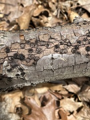 Biscogniauxia marginata