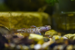 Rhinogobius changtinensis