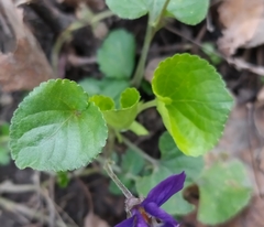 Viola odorata