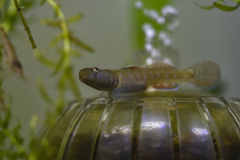 Rhinogobius changtinensis