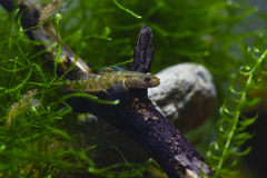 Rhinogobius changtinensis