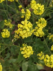Hirschfeldia incana