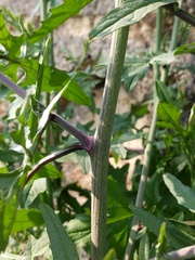 Sisymbrium officinale